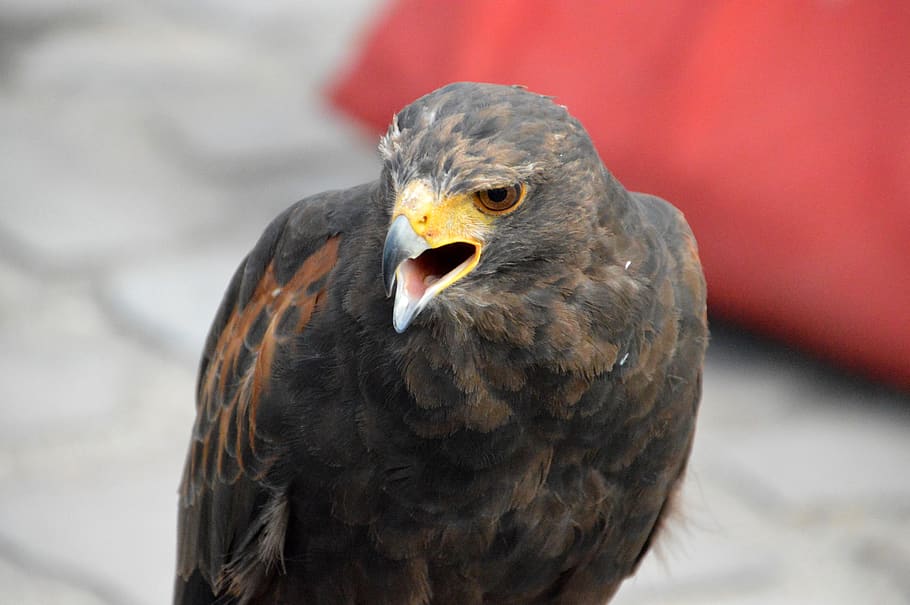 buzzard, falcon, bird, predator, prey, pen, beak, wild, falconry HD wallpaper