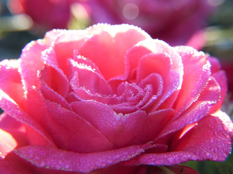 rose, pink, blossom, bloom, water, drop of water, dew, nature HD wallpaper