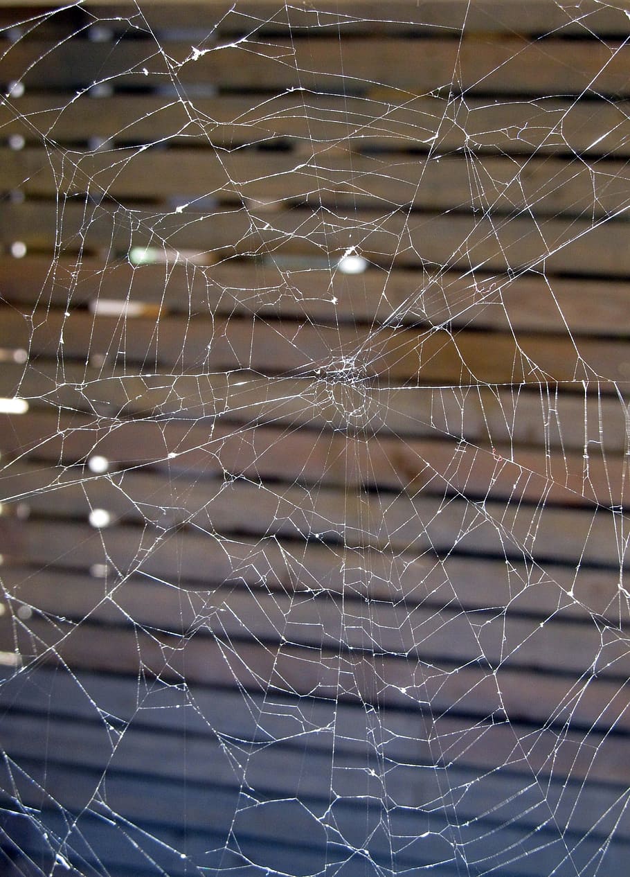spider, web, nature, structure, design, insect, spider web HD wallpaper