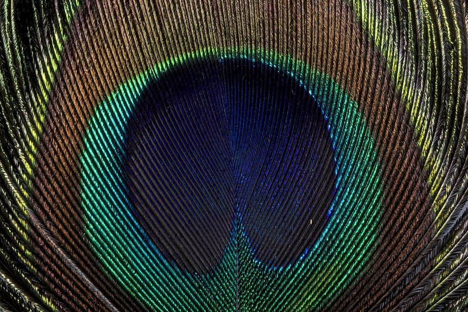 peacock, bird, feather, silk, color, colorful, nature, blue HD wallpaper