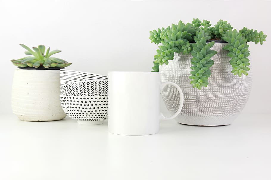 white ceramic cup on white surface, plant, art, porcelain, pottery