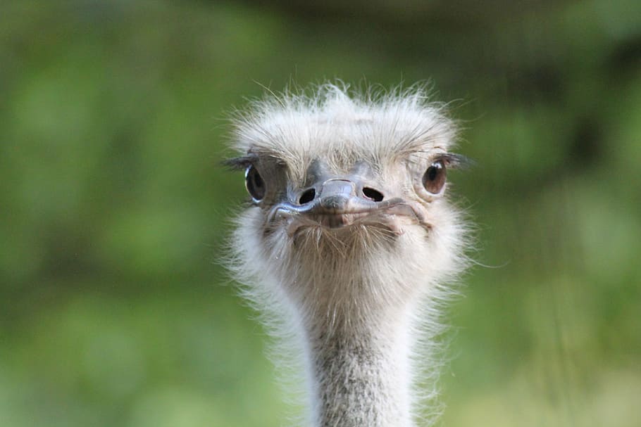 bouquet, bird, curious, ostrich, one animal, portrait, animal wildlife HD wallpaper