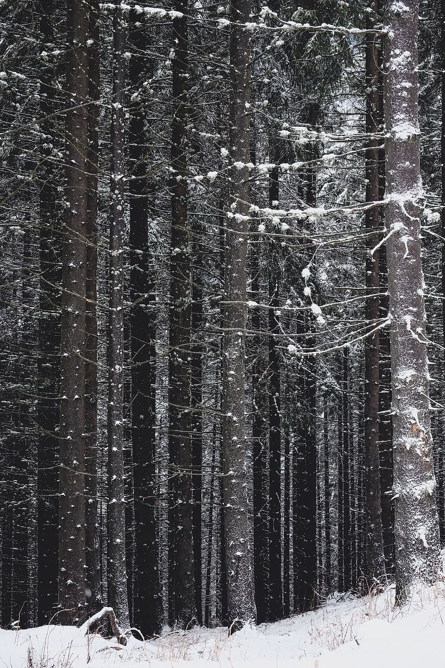 gray and black trees during winter, snow, cold temperature, forest HD wallpaper