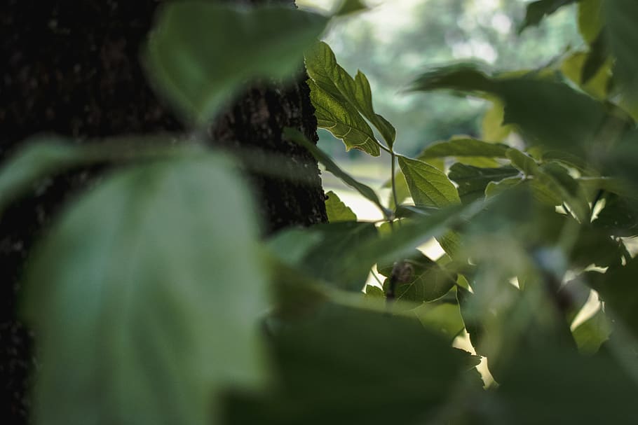 tree, trees, leaf, leaves, nature, nature background, green HD wallpaper