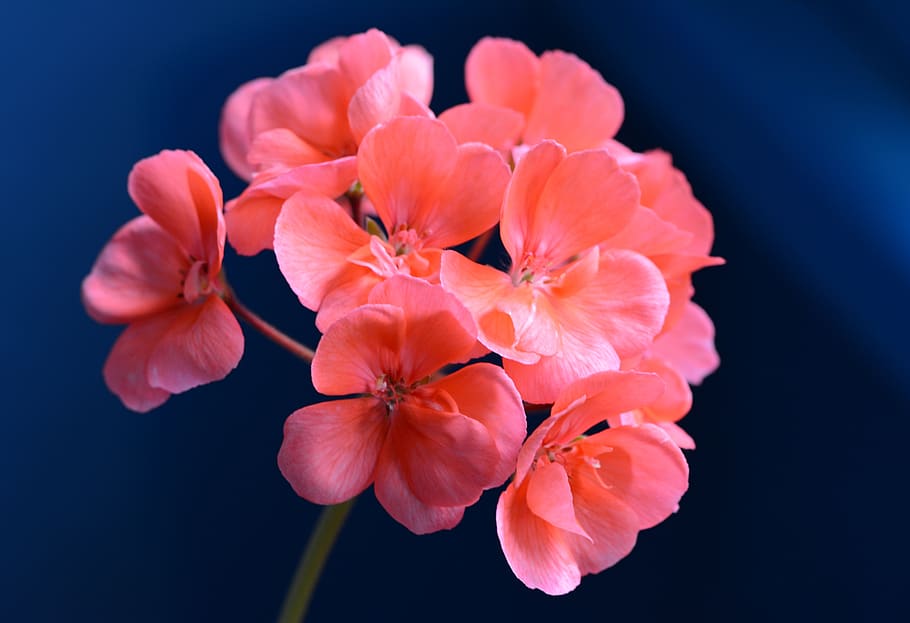 spring, flower, beauty, pink, indoor, beautiful, bloom, flowering plant HD wallpaper