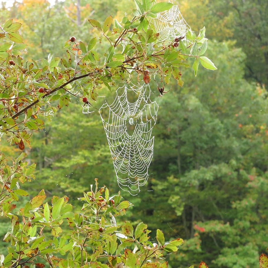 spider web, dew drops, forest, trees, green, plant, nature HD wallpaper