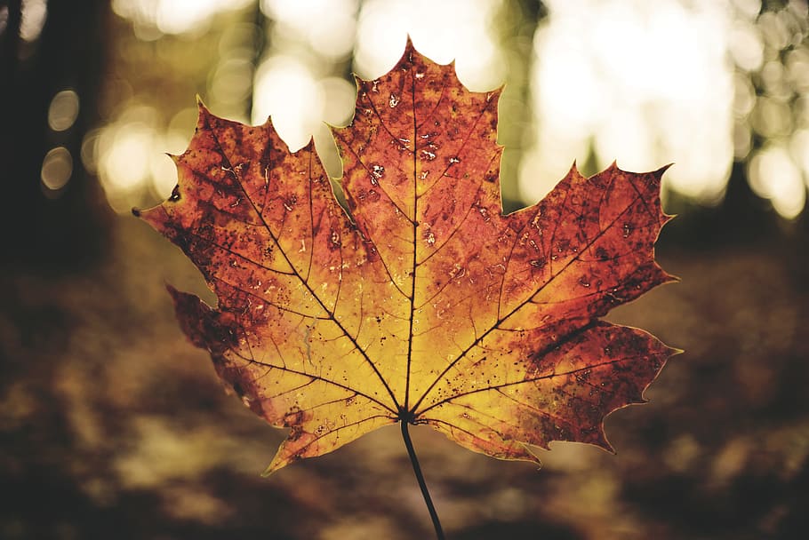 brown maple leaf, forest, orange, fall, nature, bokeh, closeup HD wallpaper