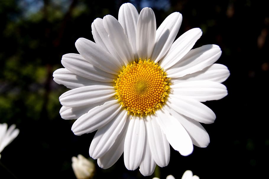 daisy, white, spring, flower, flowers, daisies, summer, plant HD wallpaper
