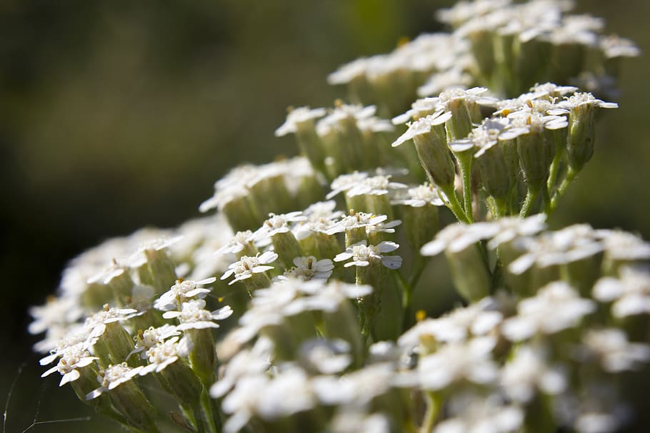 flower, macro, nature, field, grass, green, flowering plant HD wallpaper
