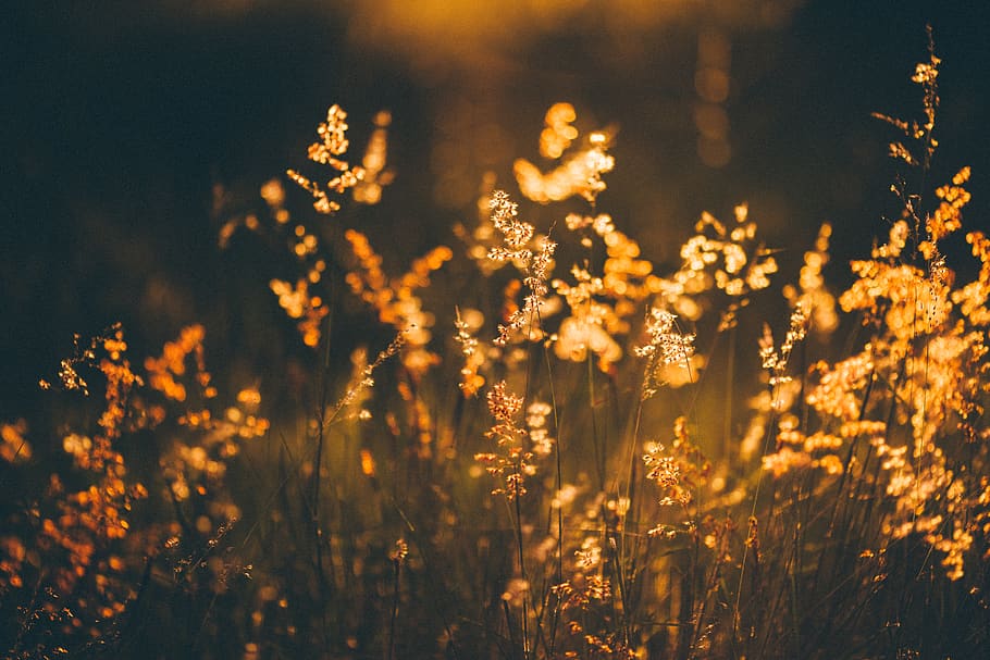 yellow flowers, plant, tree, nature, forest, sunlight, beauty in nature HD wallpaper