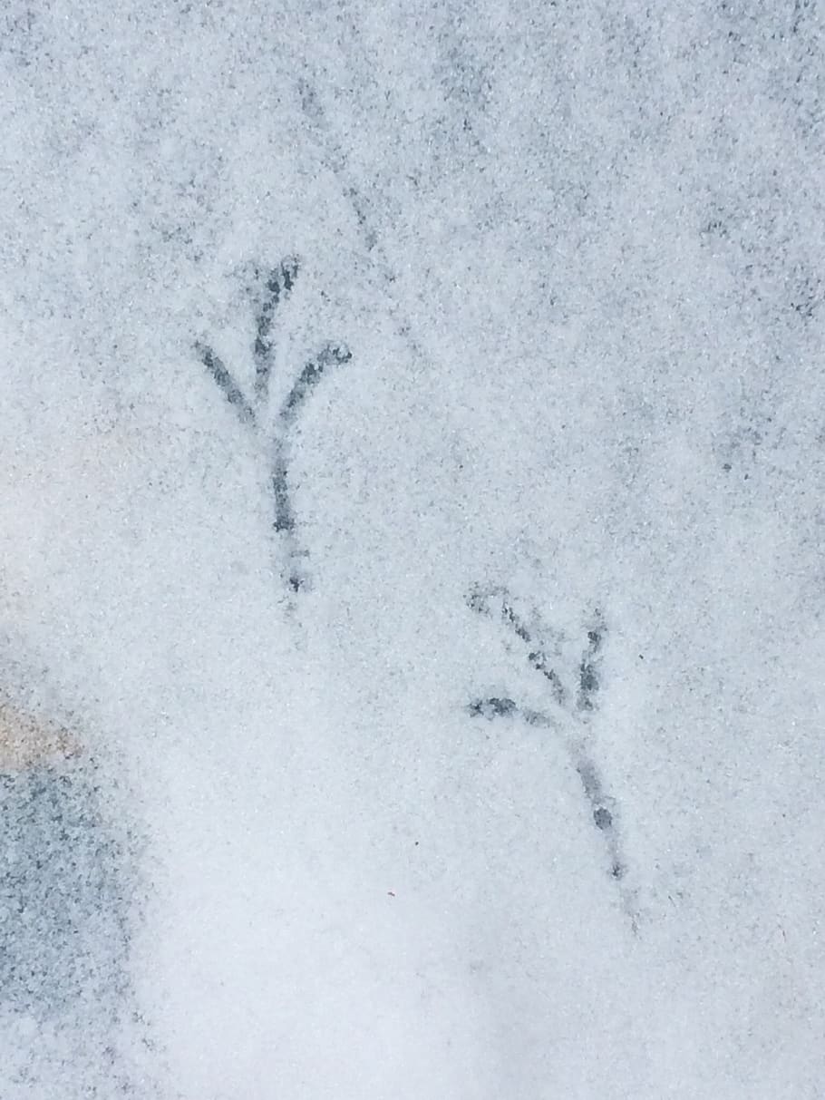 canada, ontario, bird, snow, tracks, footprint, winter, cold temperature, HD wallpaper