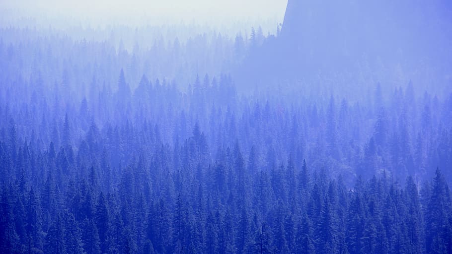 mountain with trees covered with fogs, forest, plant, tranquil scene HD wallpaper
