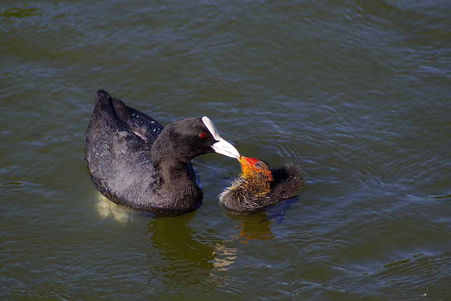 bird, eurasian coot, duck, pond, river, water, animal themes HD wallpaper