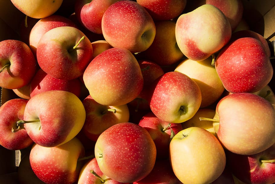 fruit, apple, apples, agriculture, healthy eating, food and drink HD wallpaper