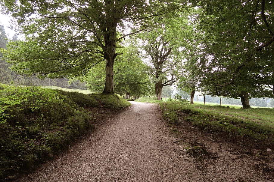 austria, county, trees, nature, green, mountain, path, road HD wallpaper