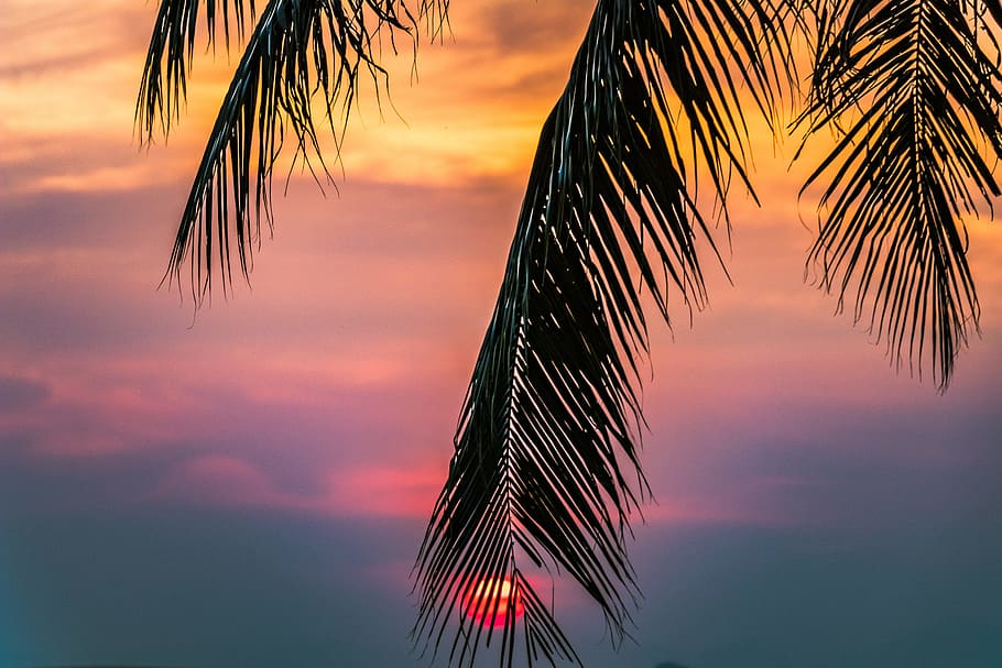 Sun Covered With Coconut Tree during Sunrise, amazing, beautiful, HD wallpaper