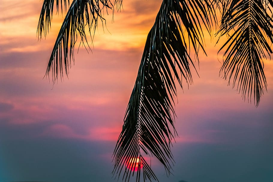 Sun Covered With Coconut Tree during Sunrise, amazing, beautiful HD wallpaper