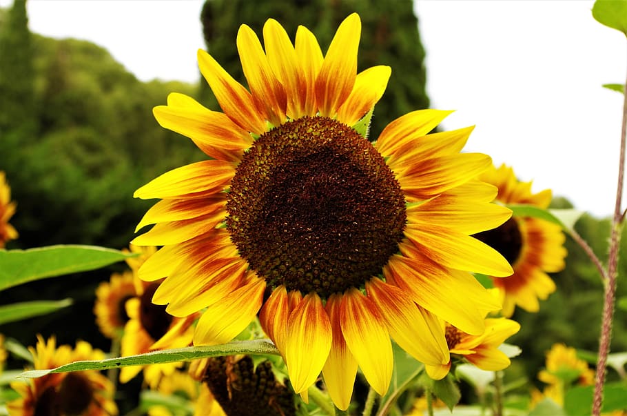 flower, sunflower, yellow, flowering plant, growth, flower head HD wallpaper