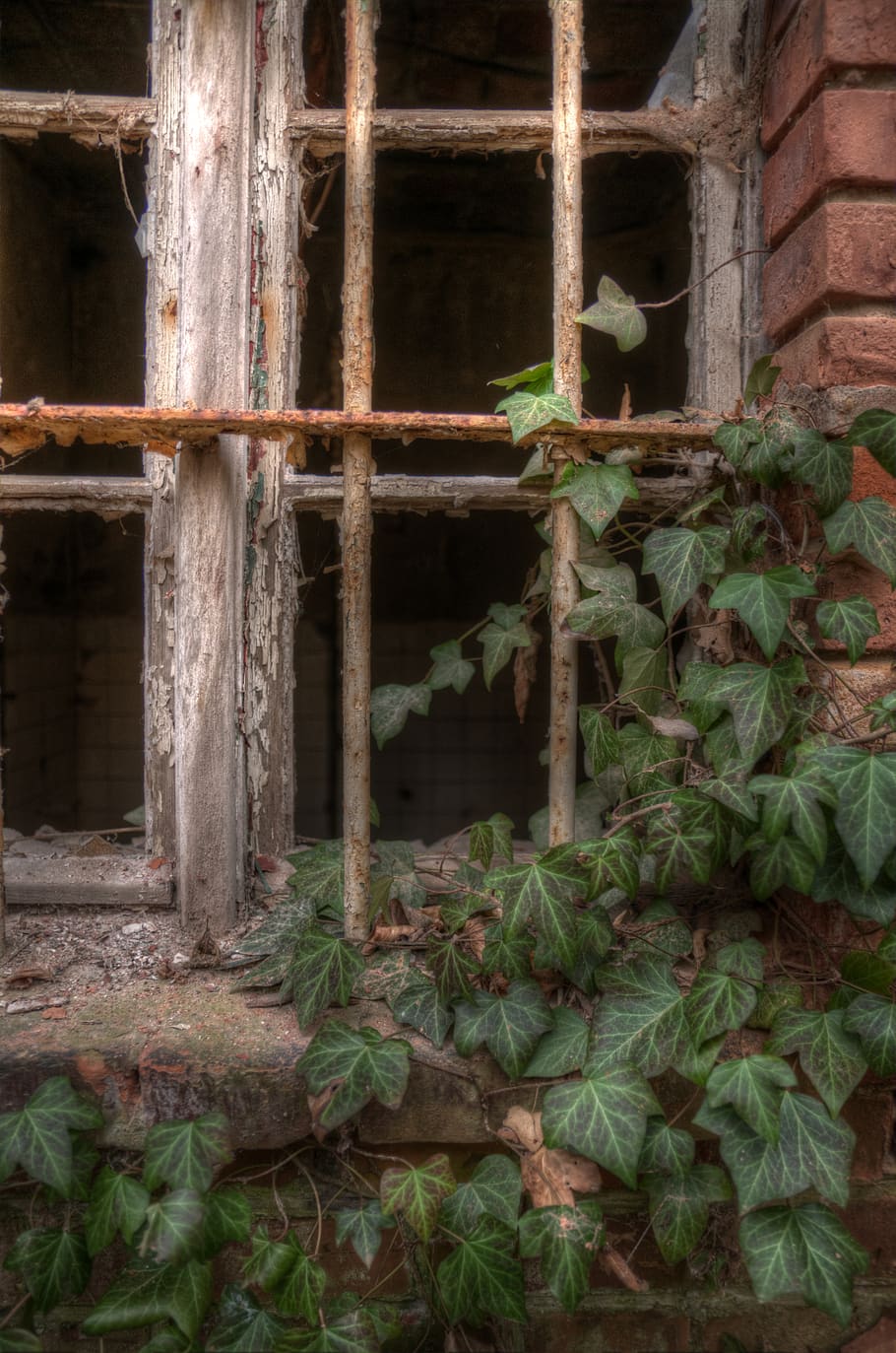 architecture, abandoned, plant, built structure, window, building HD wallpaper