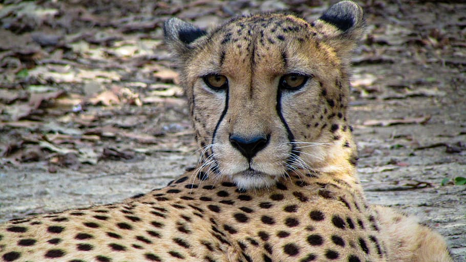 cheetah lying down, animal, wildlife, mammal, memphis zoo, leopard, HD wallpaper