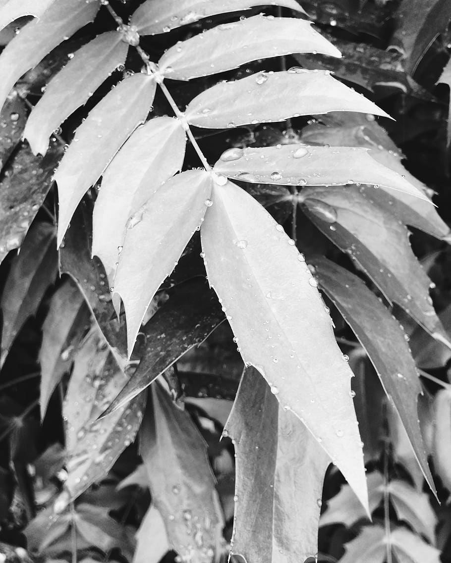 Linear Leaf Plants, beautiful, bright, environment, flora, flower HD wallpaper