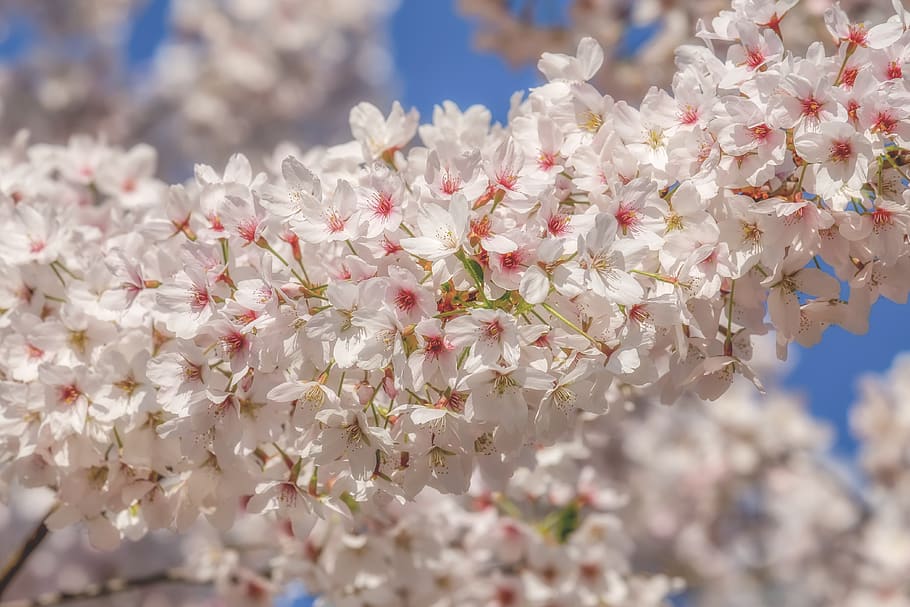 cherry blossom, tree, spring, branch, bloom, pink white, flowering twig HD wallpaper