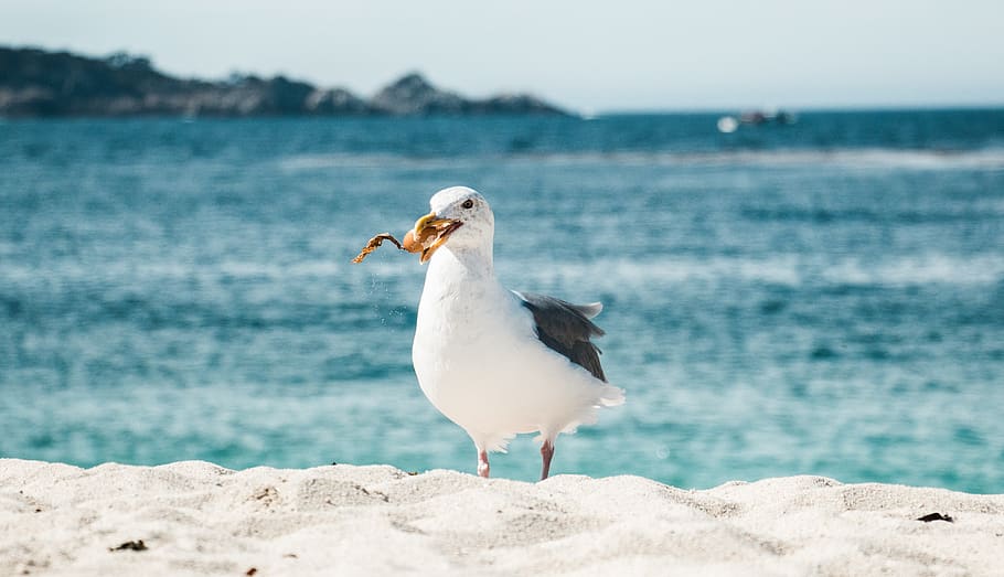 bird, ocean, summer, sun, seagull, pacific, beach, food, animal themes HD wallpaper