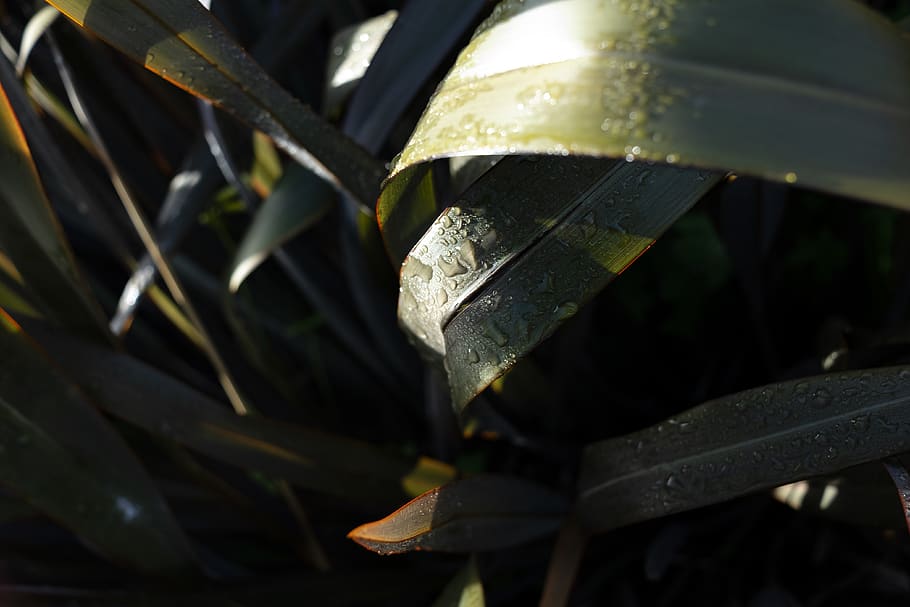 plant, leaf, light, iris, blossom, flower, droplet, dark, rain HD wallpaper