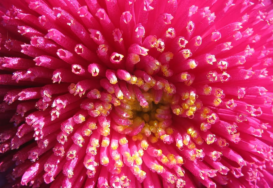 aster, blossom, bloom, close up, nature, flower, freshness HD wallpaper