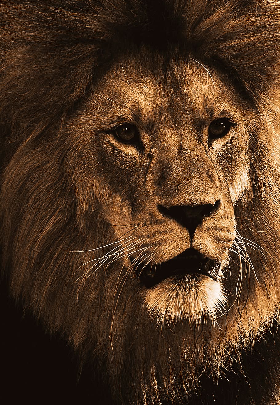 lion, predator, animal, animal world, africa, big cat, male, HD wallpaper