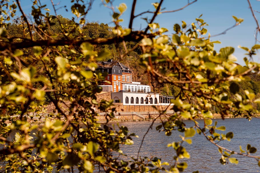 tree, ruhr, ruhrauen, saarn, kahlenberg, youth hostel, river HD wallpaper