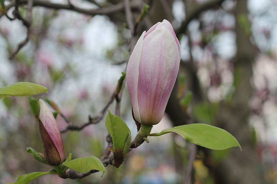 flower, spring, nature, plant, flowers, flowering, bloom, tickets HD wallpaper