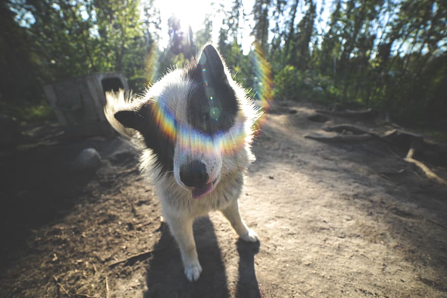 dog, light, sun, sunset, wildlife, canada, summer, hello, color HD wallpaper
