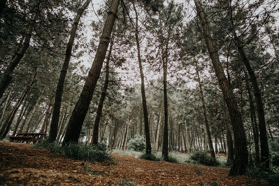 wallpaper, green, nature, explore, adventure, tree, forest HD wallpaper