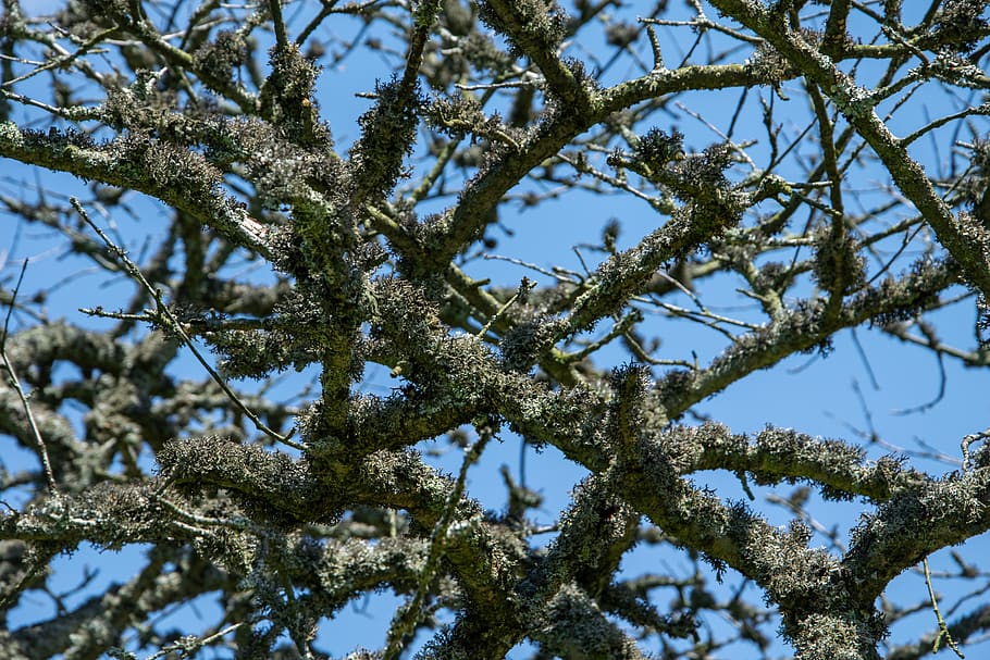 lichen, branches, tree, structure, moss, nature, plant, low angle view HD wallpaper