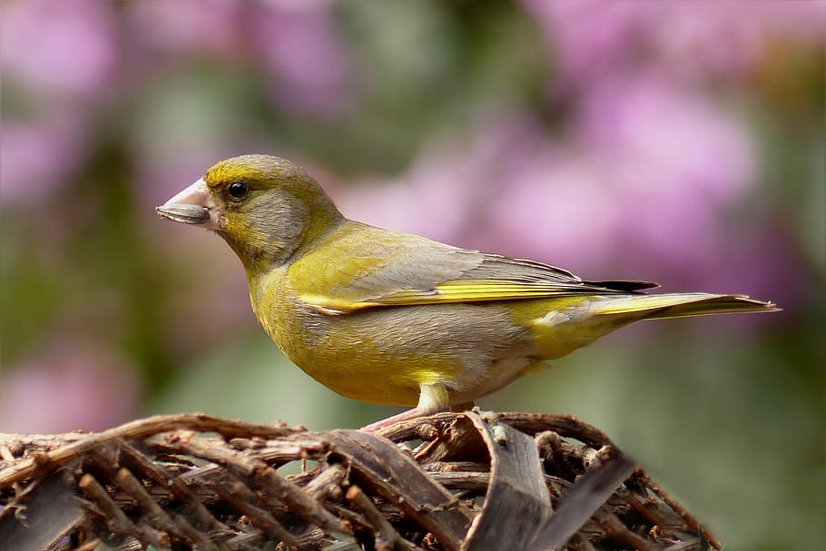 Yellow Bird Standing on Nest, blur, close up, foraging, garden HD wallpaper