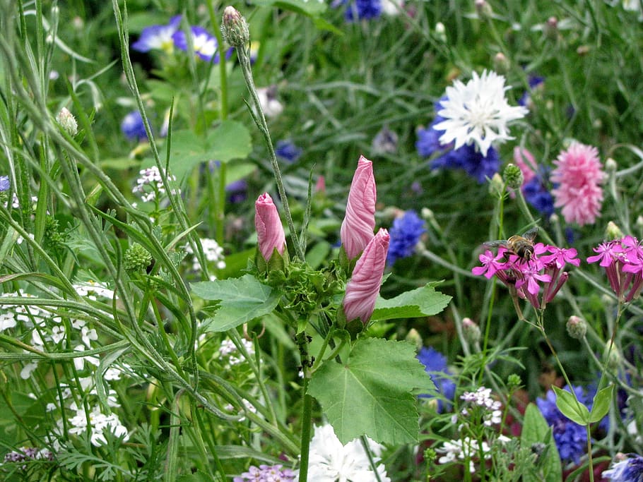 bee, wild flower, garden, spring, flowering plant, vulnerability HD wallpaper