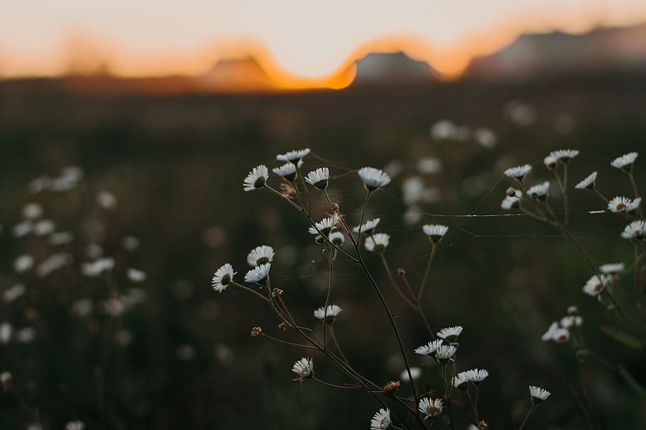 yellow daisy flowers during sunset, weed, plant, flora, daisies HD wallpaper