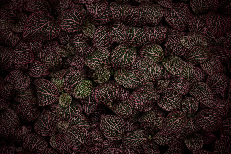 yarn, wool, rug, pattern, plant, texture, flat, foreboding, HD wallpaper