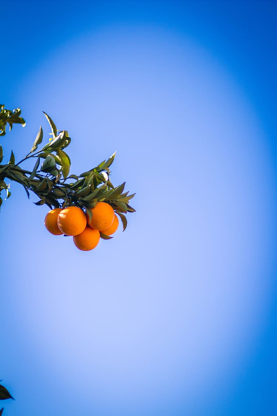 blue, food and drink, sky, fruit, freshness, healthy eating HD wallpaper
