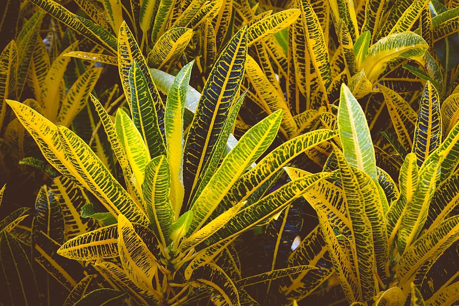 Yellow Croton Plants, garden, leaves, no people, backgrounds HD wallpaper