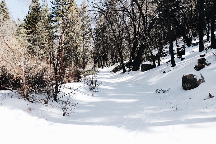 snow, winter, trees, forest, plant, cold temperature, beauty in nature HD wallpaper