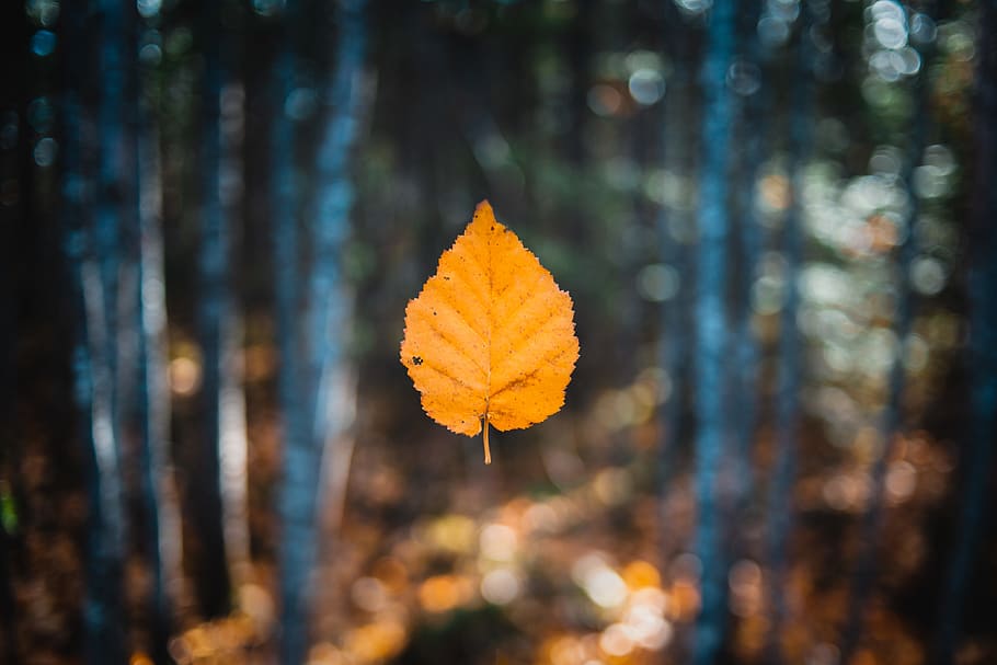brown leaf close-up photography, falling, wind, landscape, colour HD wallpaper