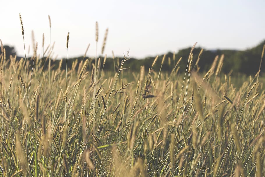 field, sunset, sunshine, backlight, meadow, plants, country HD wallpaper