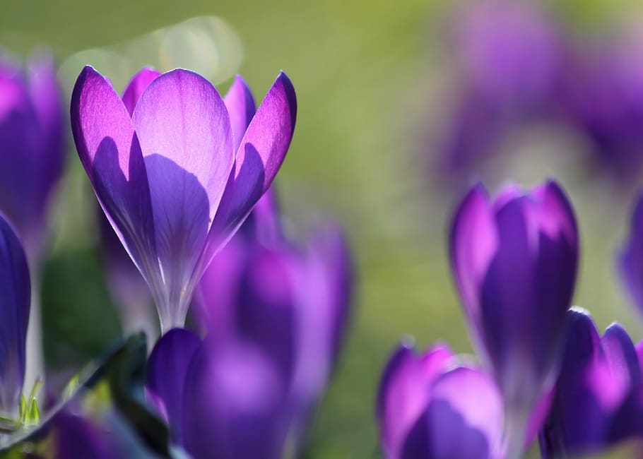 Purple Flower Buds in Field, bloom, blossom, crocus, flora, flowers HD wallpaper