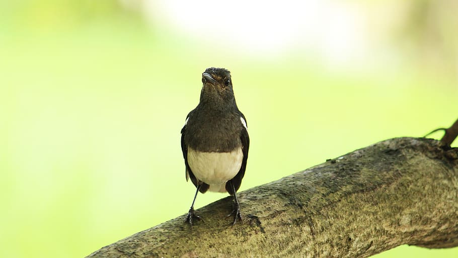 29++ Burung robin hitam terupdate