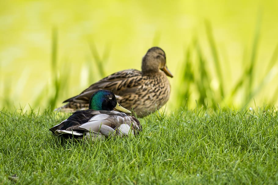 germany, bonn, palaces, koln, lagoons, ducks, biodiversity HD wallpaper
