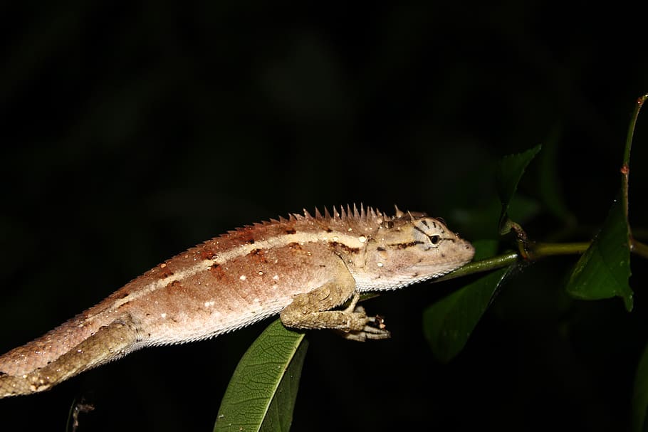 lizard, animal themes, one animal, animal wildlife, reptile HD wallpaper
