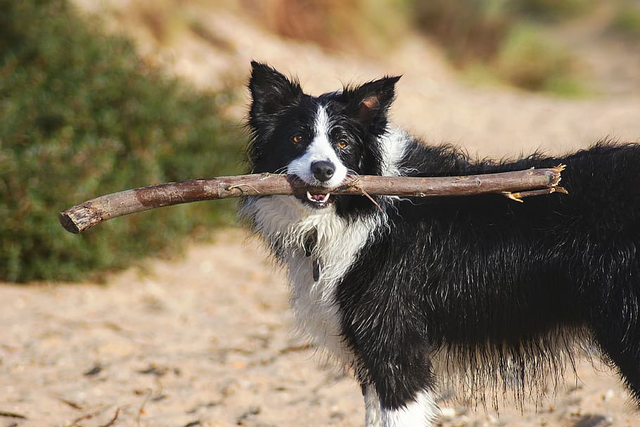 border collie carrying tree branch, animal, pet, dog, mammal HD wallpaper