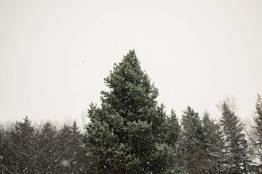 tall green trees, snowflake, snowfall, winter, spruce tree, plant HD wallpaper